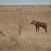  Ngorongoro Crater, TZ